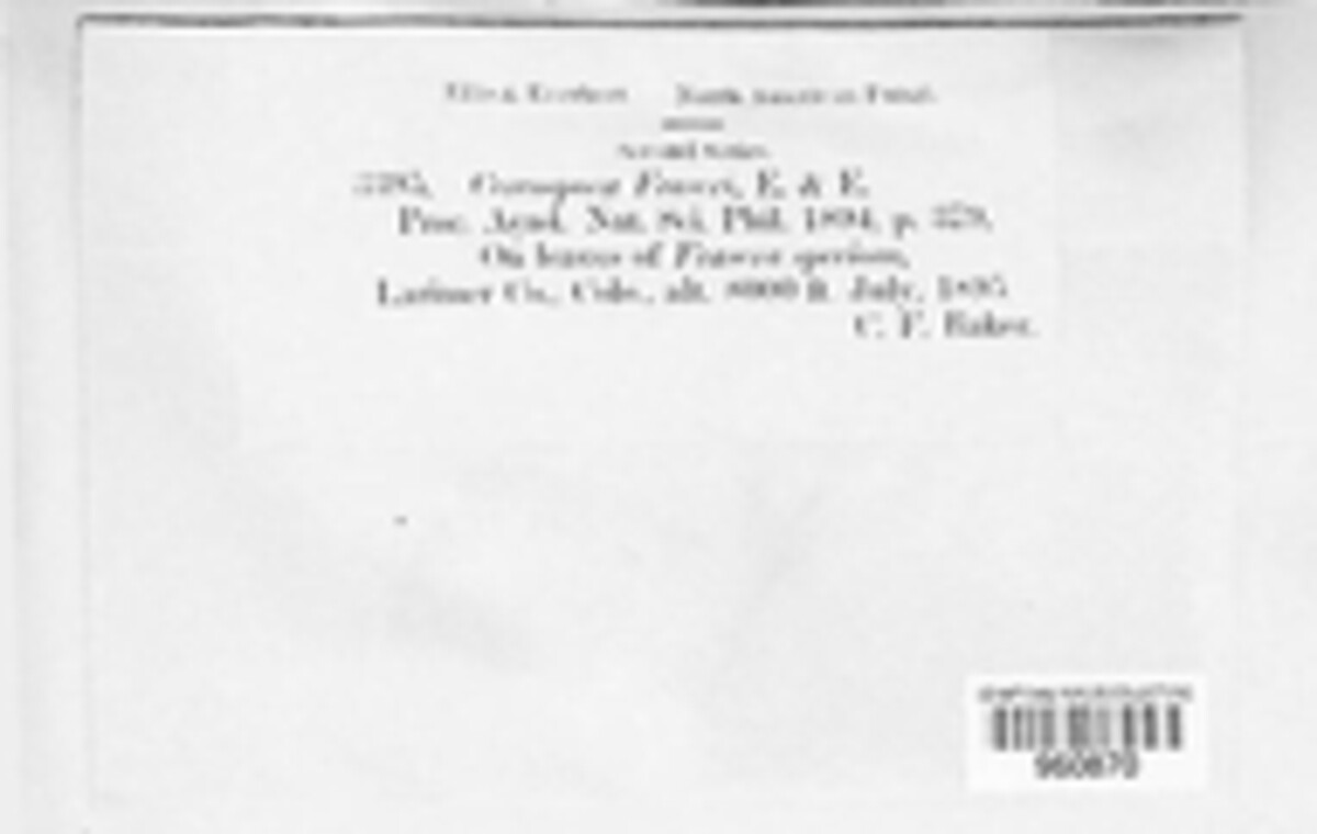Pseudocercospora fraserae image